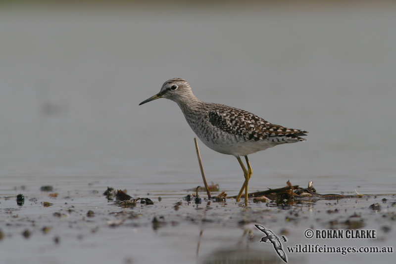 Wood Sandpiper 4318.jpg