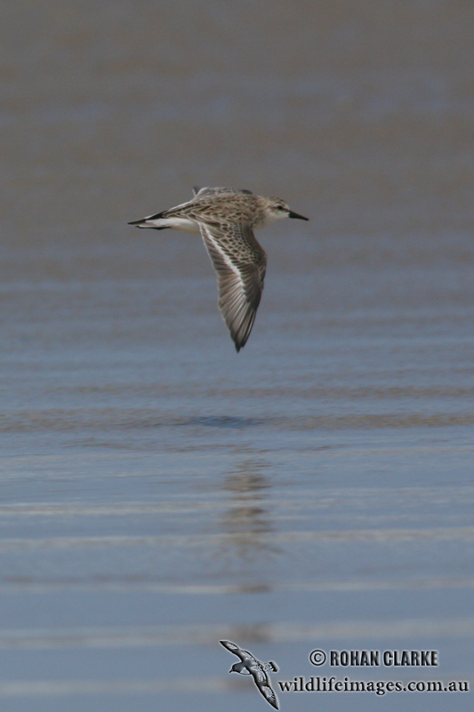 Red-necked Stint 2685.jpg