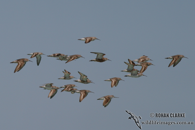 Curlew Sandpiper 9216.jpg