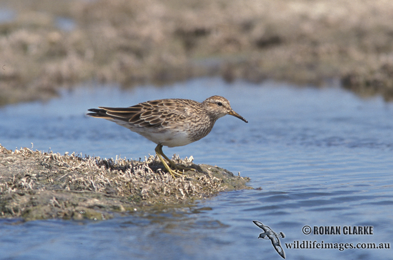 Pectoral Sandpiper s1148.jpg