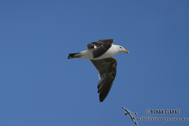 Kelp Gull 2754.jpg