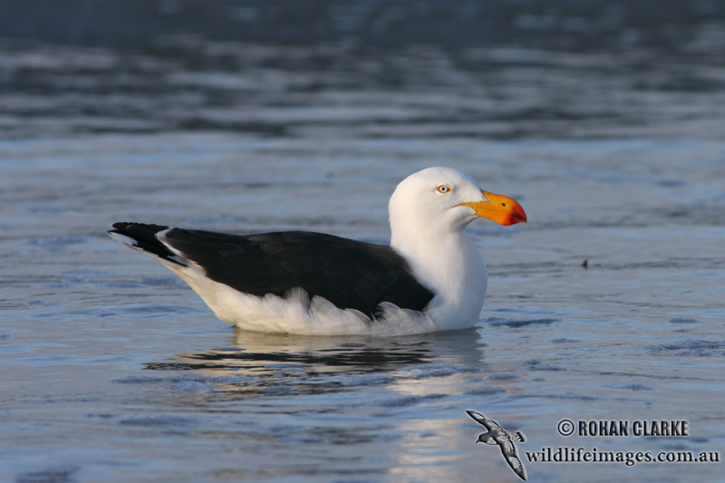 Pacific Gull 5235.jpg