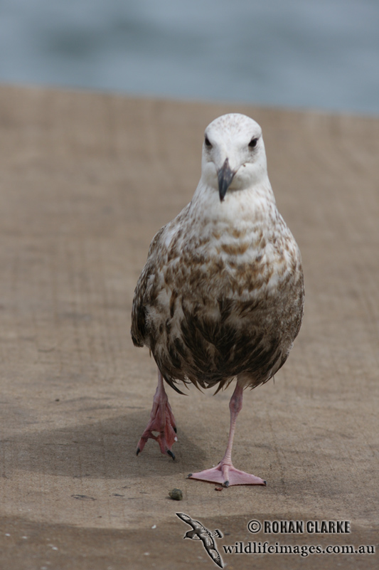 Slaty-backed Gull 3154.jpg