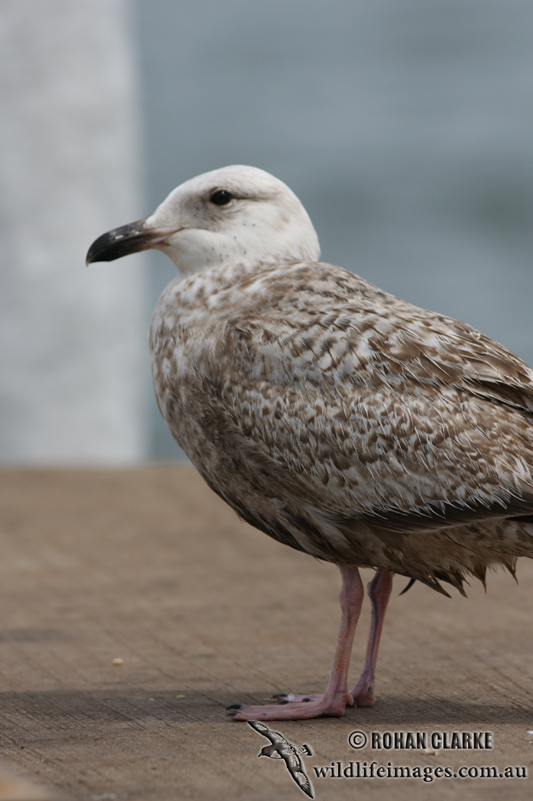 Slaty-backed Gull 3196.jpg