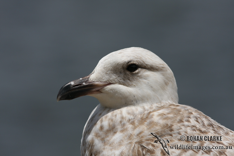 Slaty-backed Gull 3286.jpg