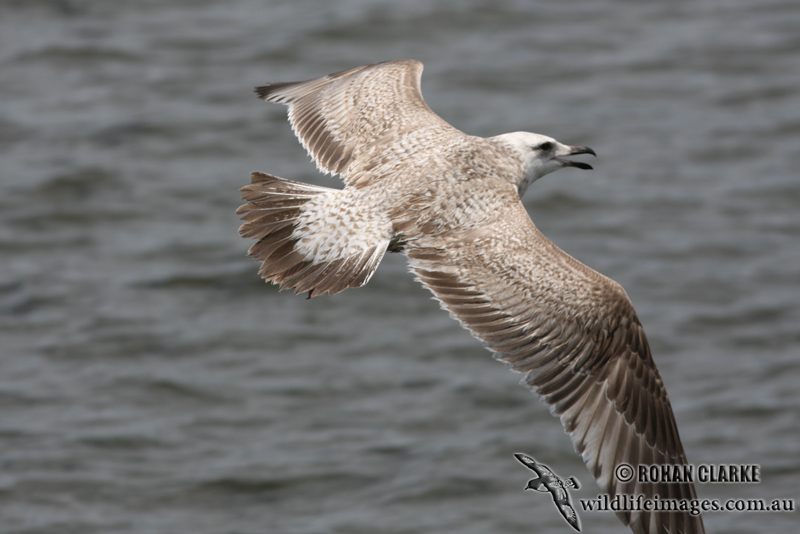 Slaty-backed Gull 3318.jpg