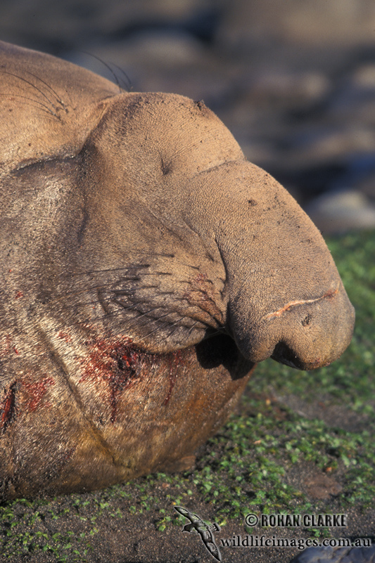 Southern Elephant Seal M614.jpg