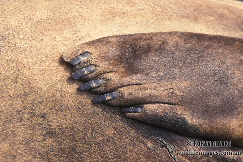 Southern Elephant Seal M624.jpg