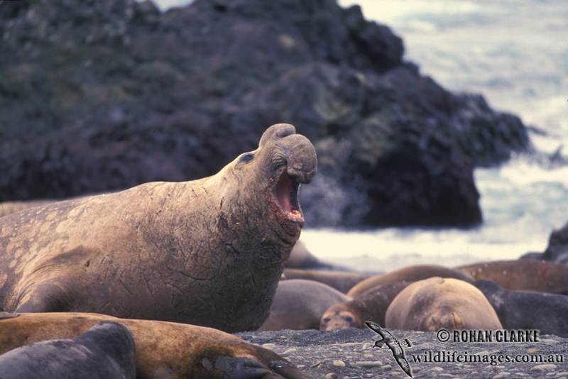 Southern Elephant Seal M627.jpg
