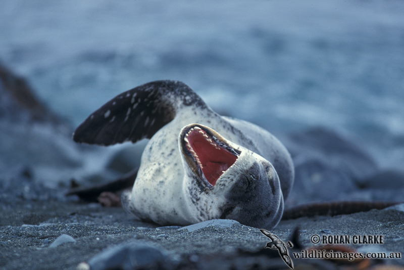 Leopard Seal M557.jpg