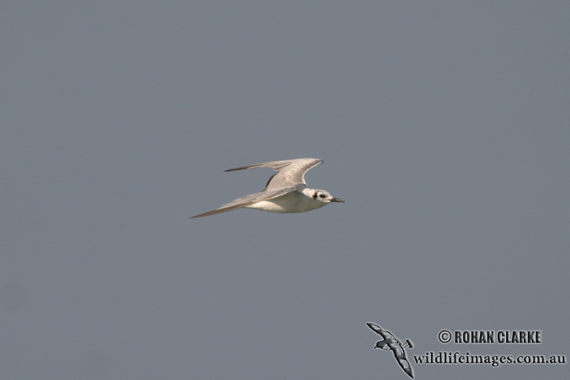 Gull-billed Tern 9955.jpg