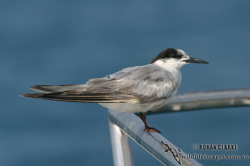 Common Tern 0981.jpg