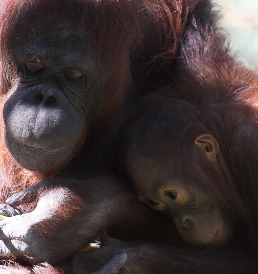 mom and baby Urangutan 2