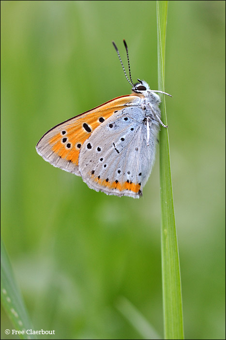 Grote Vuurvlinder
