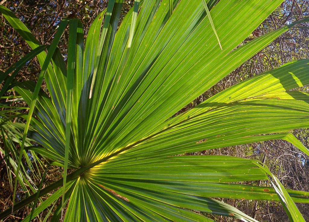 Palm Frond  in Photosynthesis