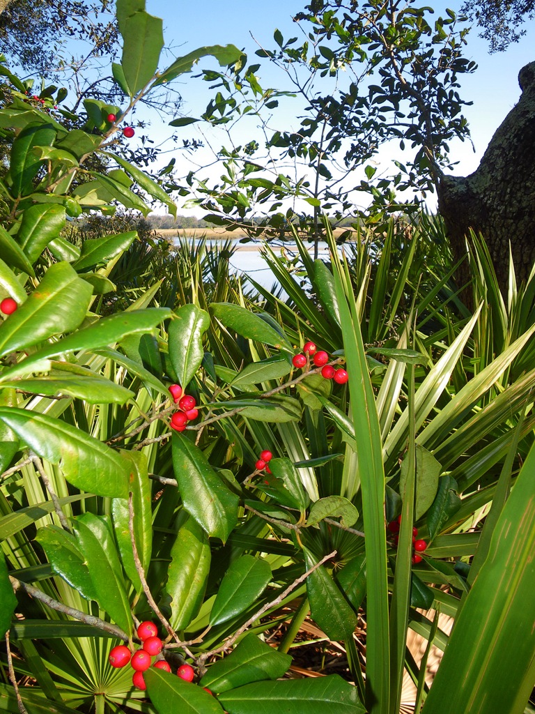  Winter time Blossoming on the Marsh Creek