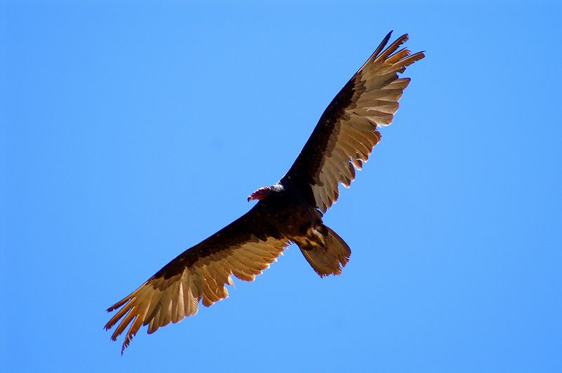Turkey Vulture #2
