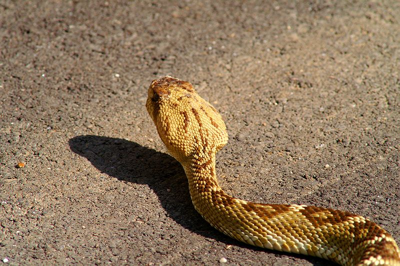 Mojave Rattlesnake