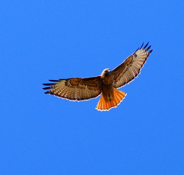 Red-tailed Hawk #1
