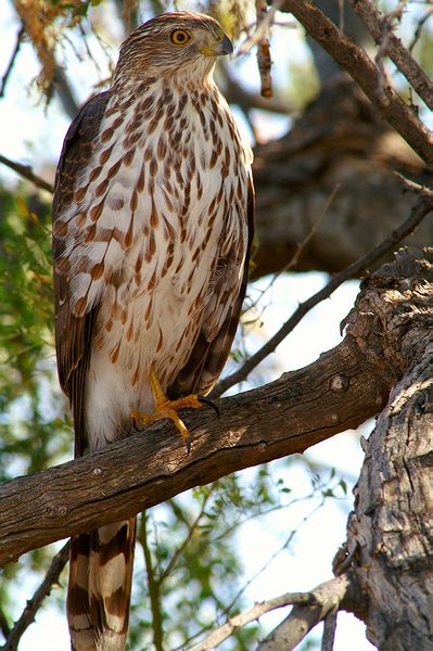 Coopers Hawk