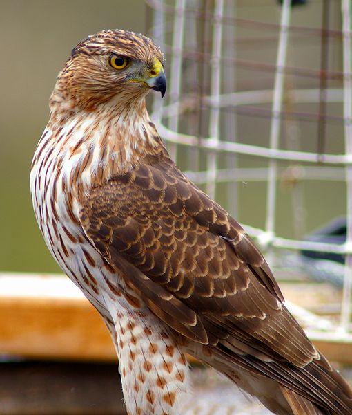 Immature Coopers Hawk #1