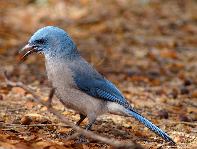 Grey-Breasted Jay #1