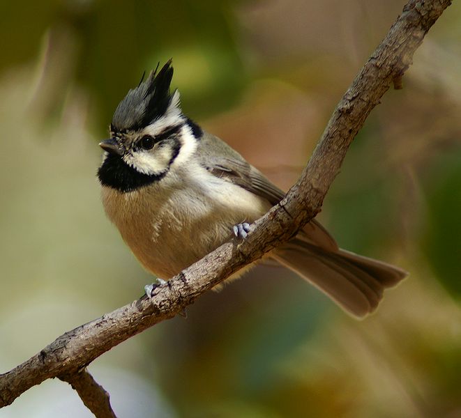 Bridled Titmouse