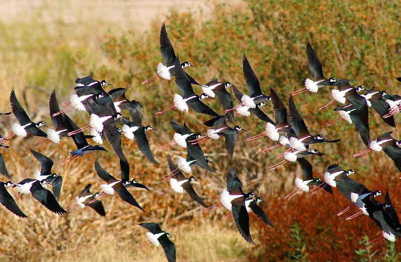 Black-Necked Stilt #3