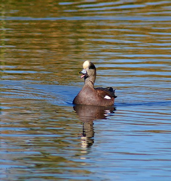 American Wigeon #1