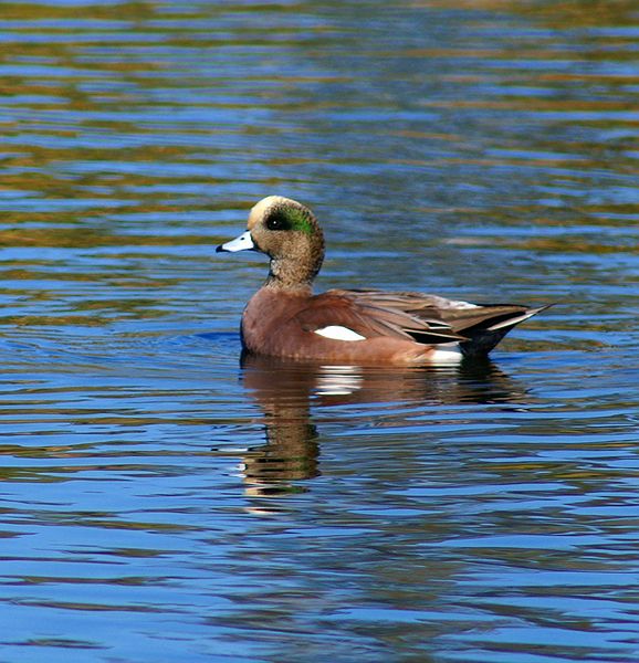 American Wigeon #2