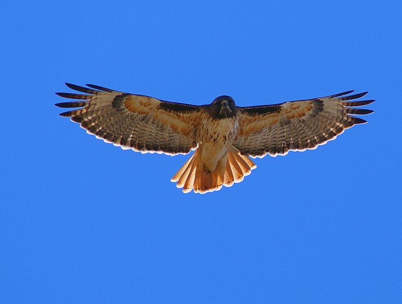 Red-Tailed Hawk #3