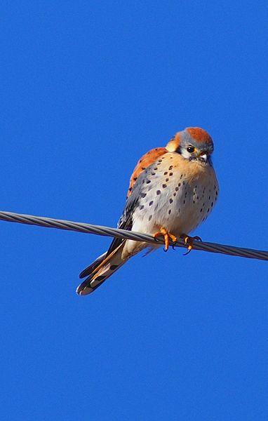 American Kestrel