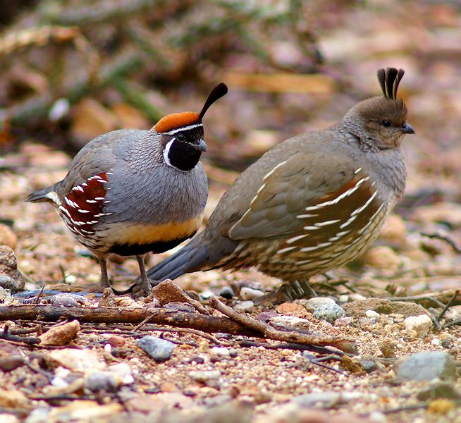 Ma and Pa Gambel Quail
