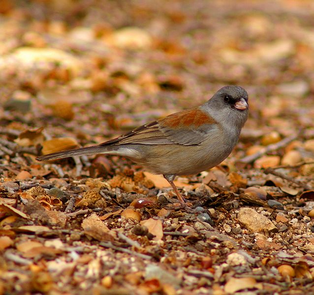 Dark-Eyed Junco