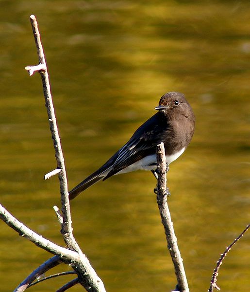 Black Phoebe