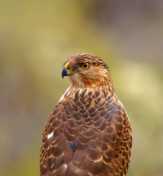 Immature Coopers Hawk #3