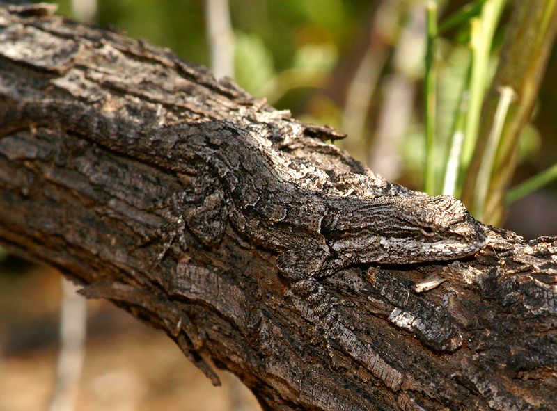 Ornate Tree Lizard