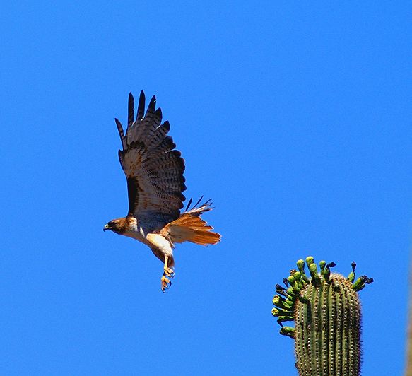 Red -Tailed Hawk