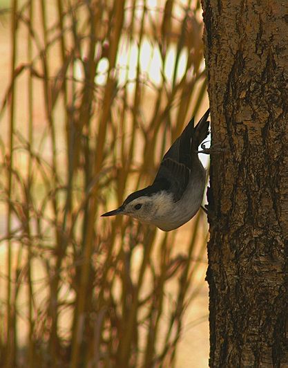 White-Breasted Nuthatch