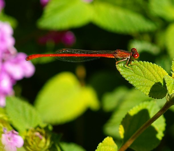 Desert Firetail  Damselfly