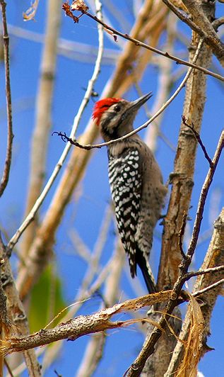 Ladder-backed Woodpecker