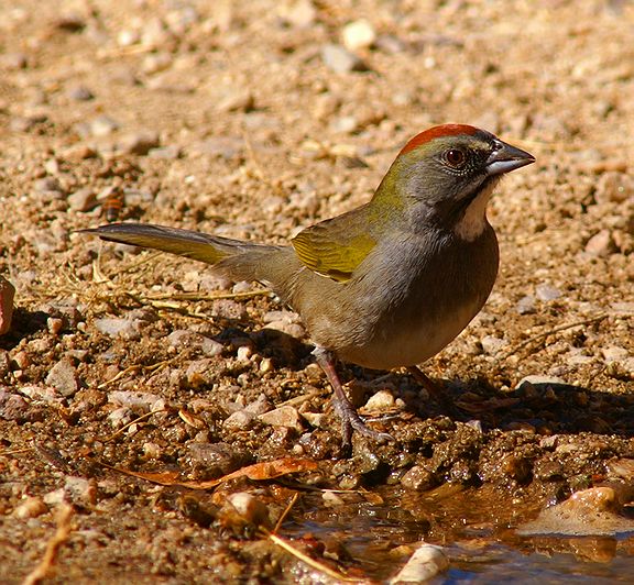 Green-tailed Towhee