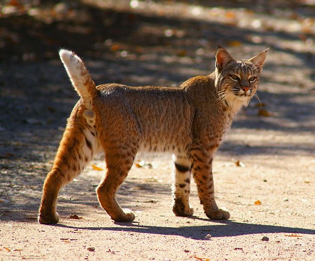  Bobcat