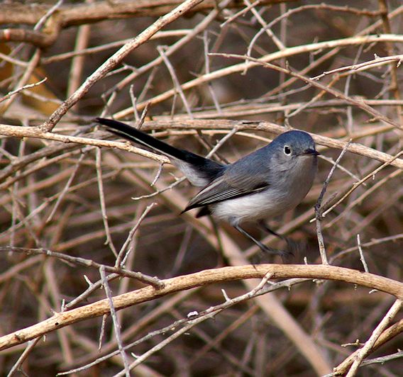BlueGray Gnat Catcher