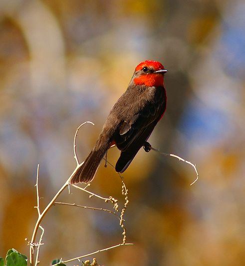 Vermilion Flycatcher #3