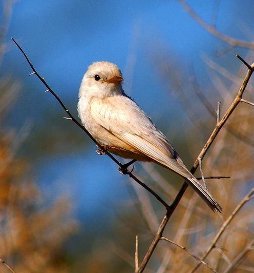 Albino #3