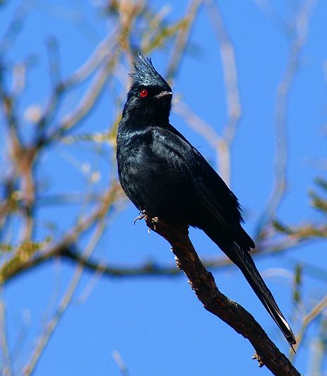 Male Phainopepla