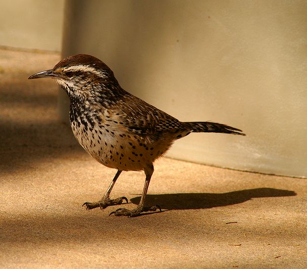 Cactus Wren