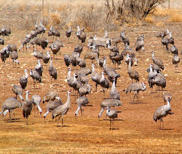Sandhill Cranes