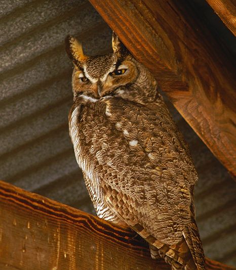 Great Horned Owl